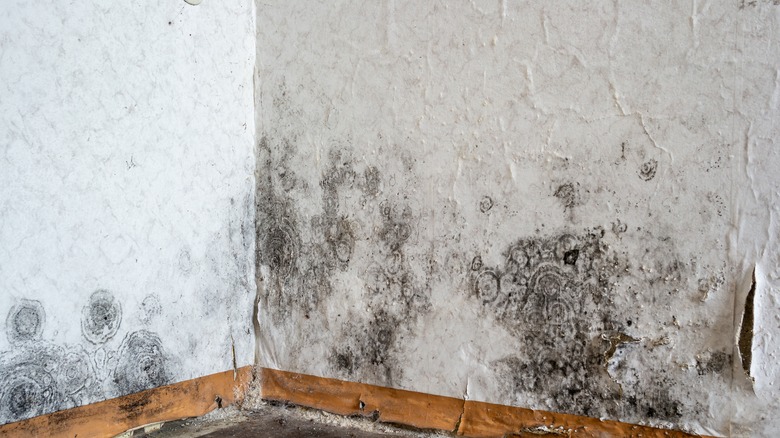 Mold buildup on a cracked and peeling wall