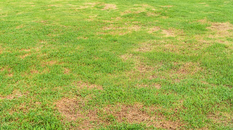 Lawn with bare patches