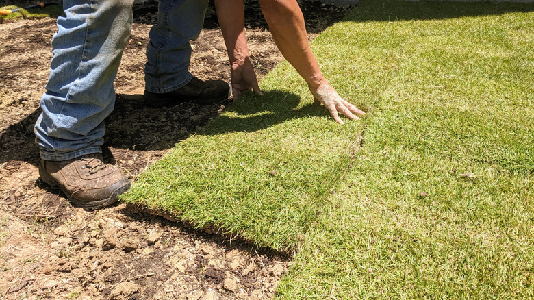 Person installing zoysia grass