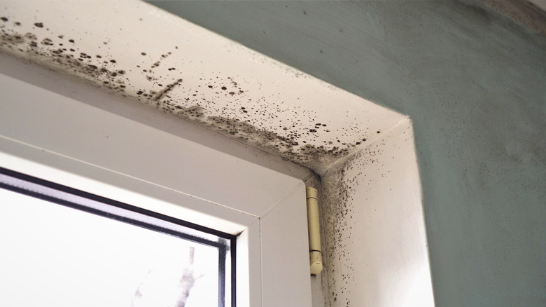 mold around window