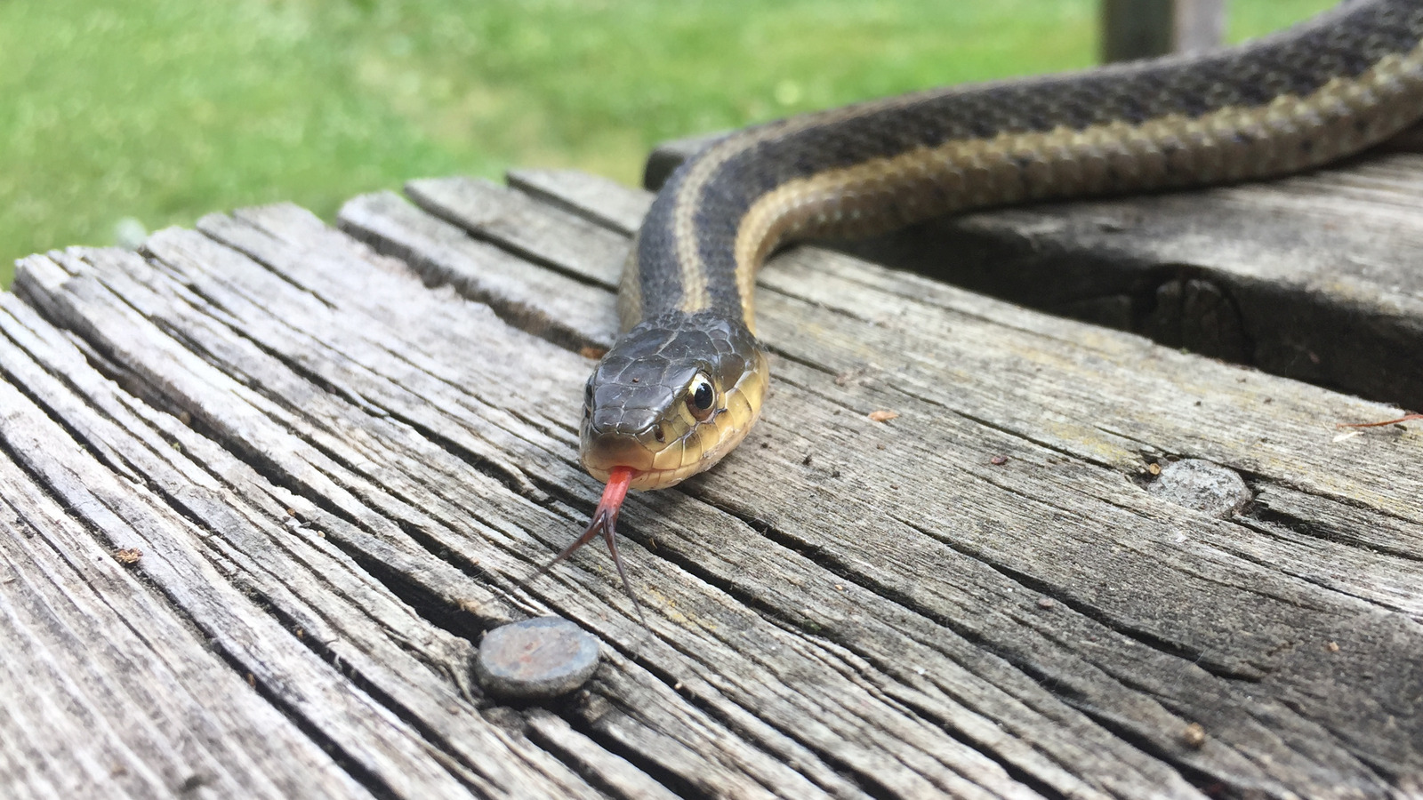 Telltale Signs Snakes Are Camping Out Under Your Deck