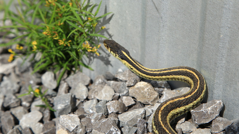 Snake on gravel beside house