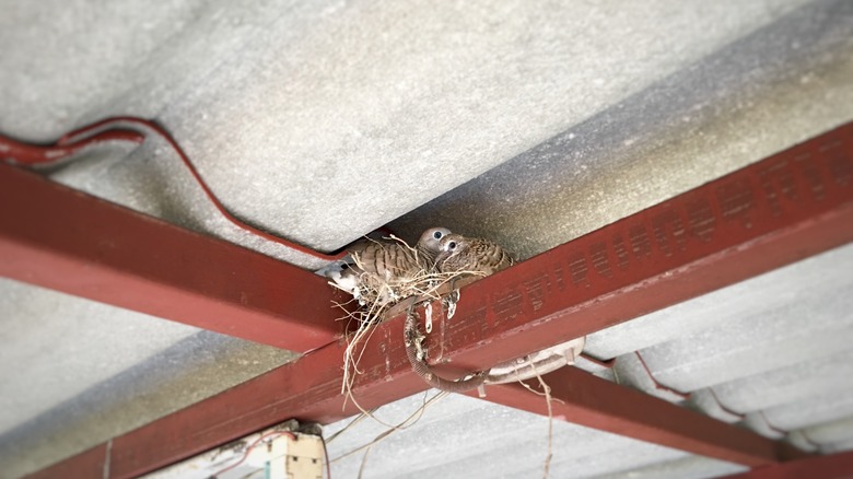 birds nesting in attic