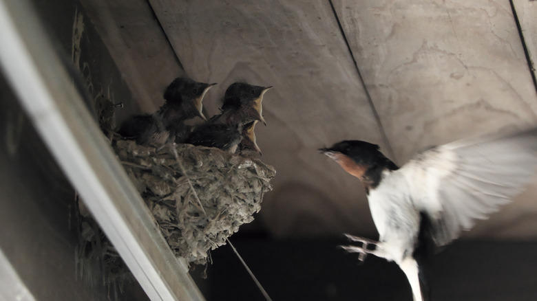 feeding baby birds in attic