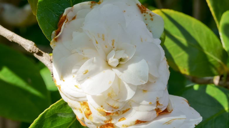 Camellia flower with blight