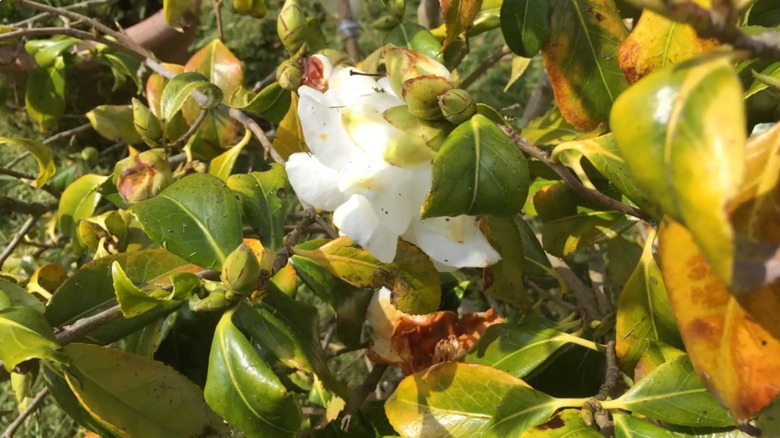 camellia plant with browning flower and leaves