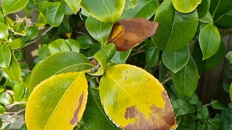 Brown and yellowing camellia leaves