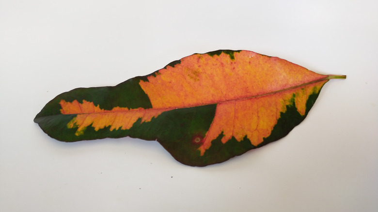 Orange and green croton leaf