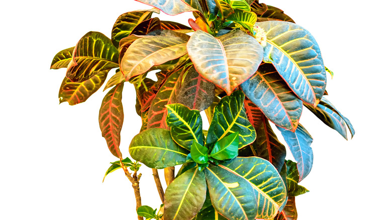 Drooping croton leaves