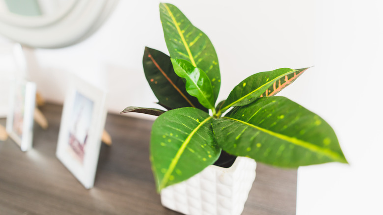 Green croton leaves in a planter