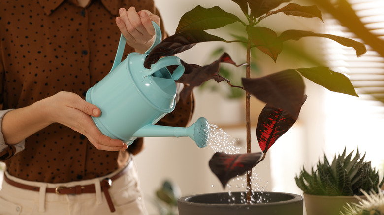 Woman watering a sparse croton 