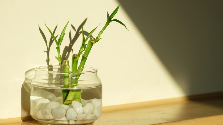 Lucky bamboo in a glass jar