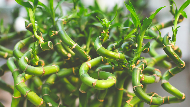 Lucky bamboo stems