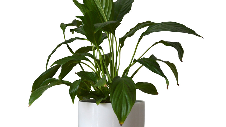 Peace lily with leaves that have yellowing edges in a white pot