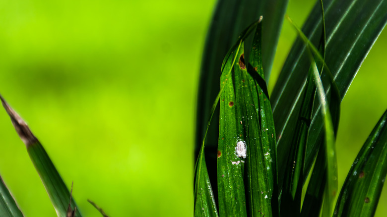 Close-up of mealybug on a leaf