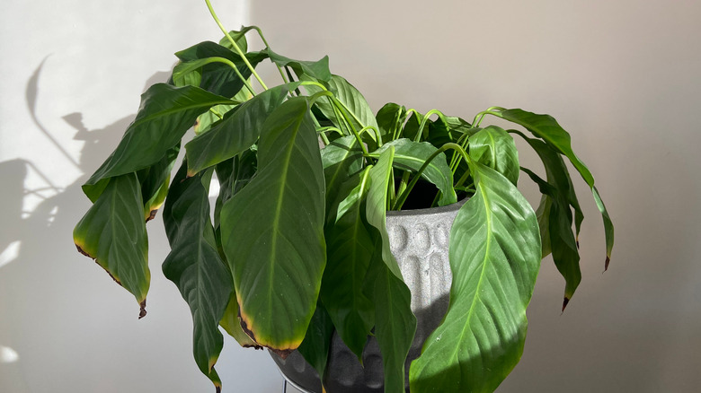 Wilted peace lily in a standing pot