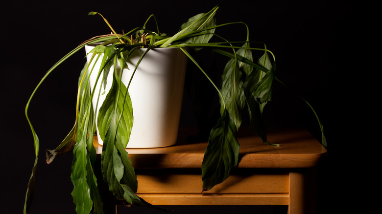 Wilting peace lily in white pot on wooden table