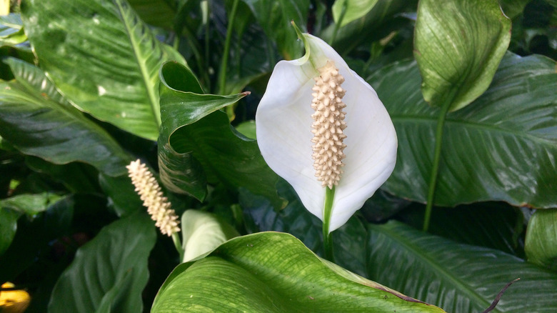 Peace lily leaves and a single white bloom in a garden