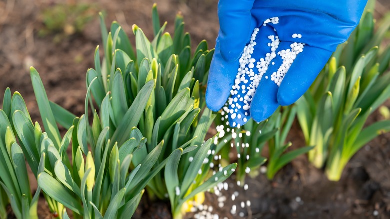 person fertilizing plants