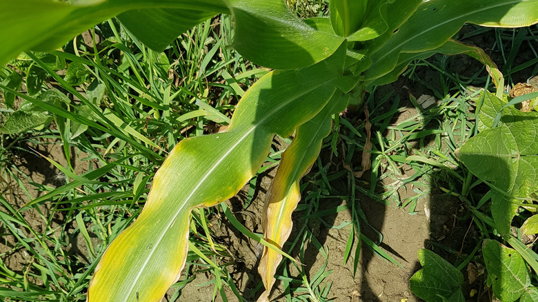 corn with yellowing leaves 