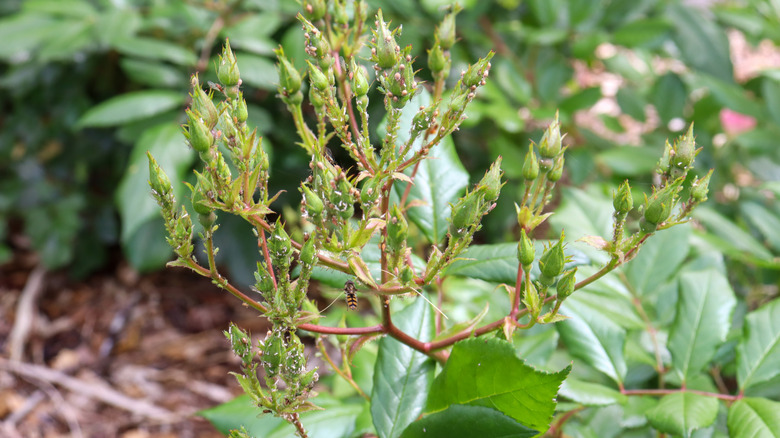 Rose bush with flower buds covered in thrips