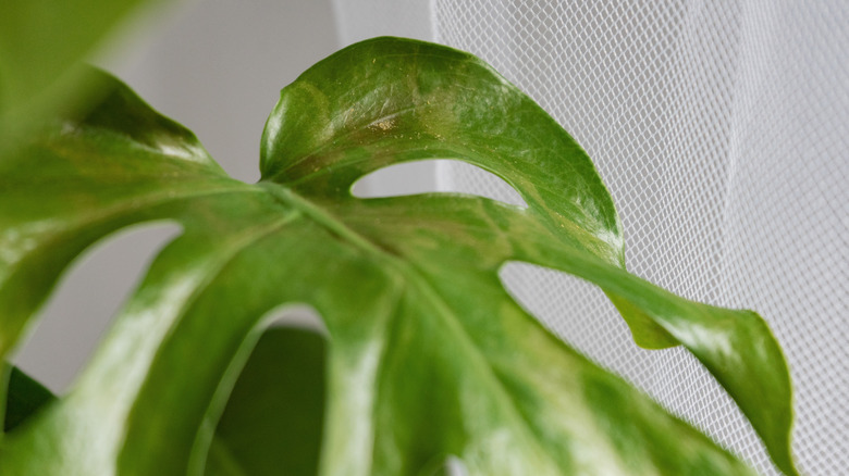 Close up of monstera leaf damaged by thrips