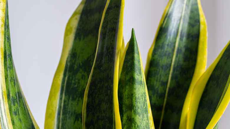 Up close view of snake plant leaves with bright yellow borders