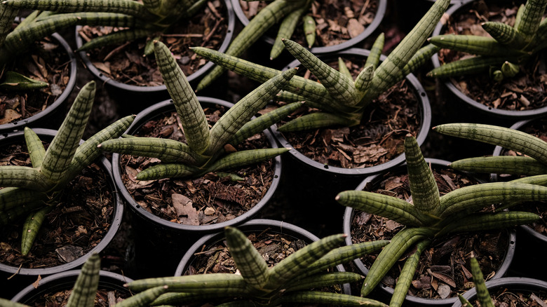 starfish sansevieria in nursery pots