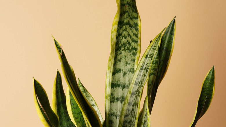 close-up of snake plant