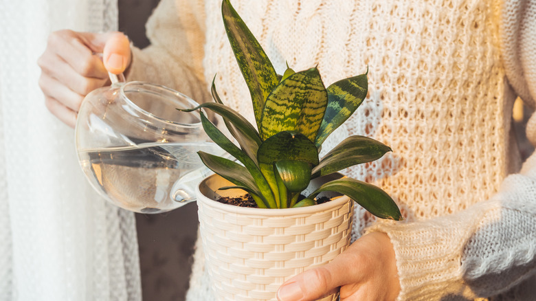 person holding small snake plant