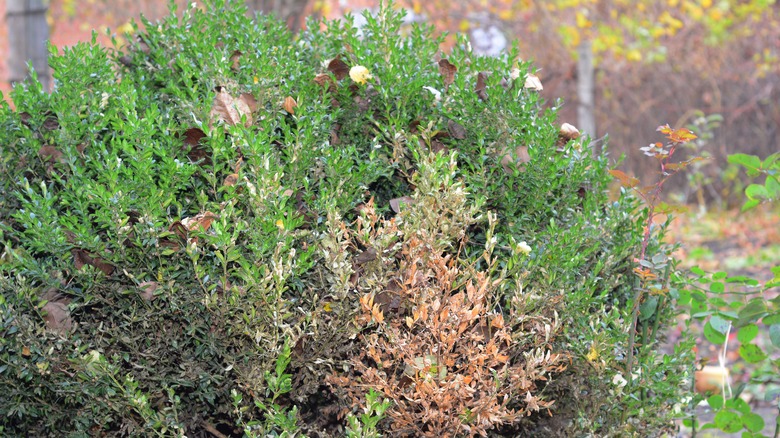 brown boxwood plant