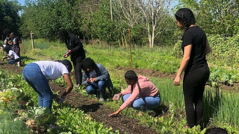 citizens working in a community garden