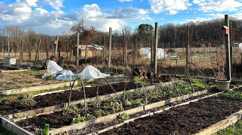 community garden