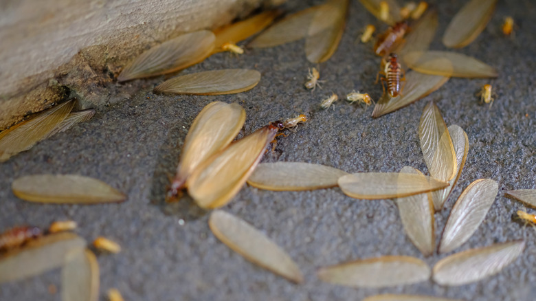 Dead termites after a swarm 