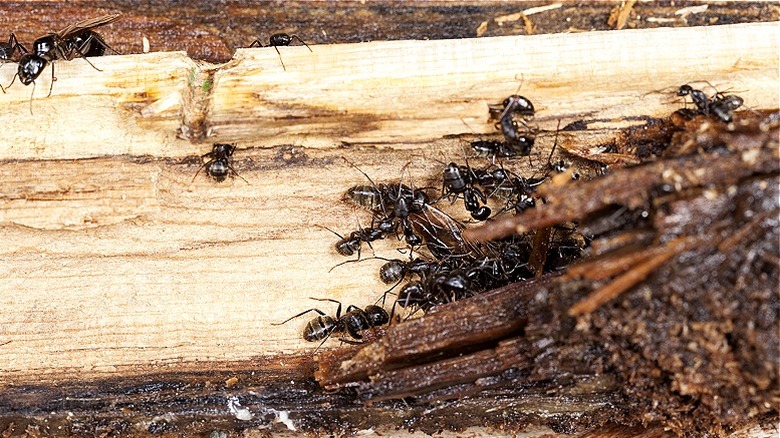 Carpenter ants feeding