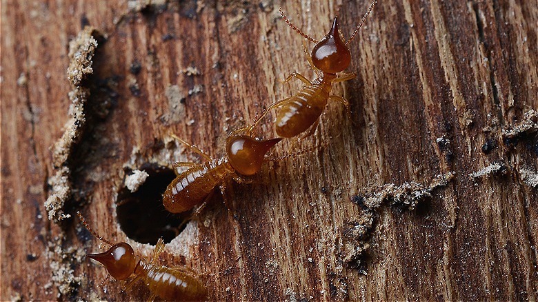 Termites on wood