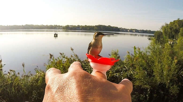 hummingbird on red feeder ring