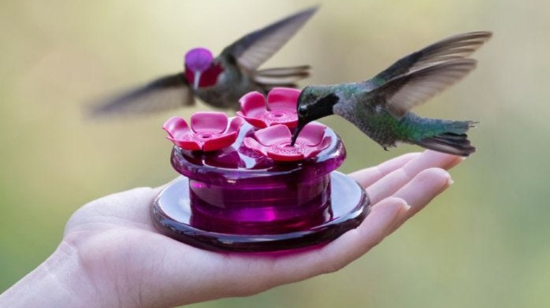 small pink hummingbird feeder