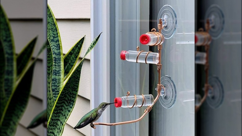 hummingbird feeder attached to window