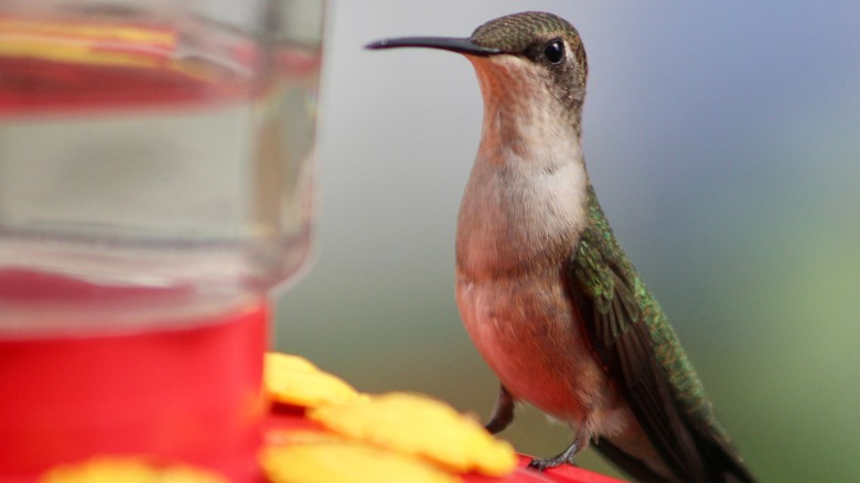 hummingbird perched on feeder