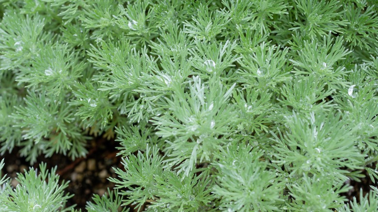 green artemisia plant leaves