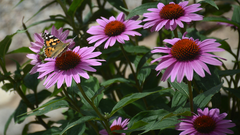 pink echinacea flower with butterfly