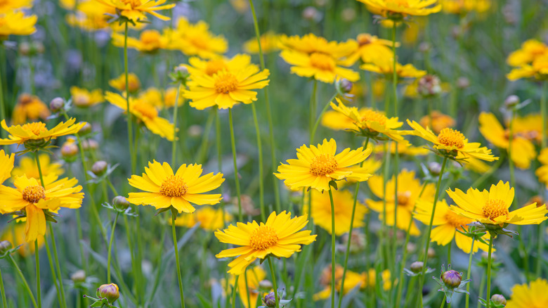 yellow coreopsis flowers 