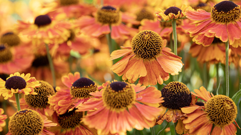 orange helenium flowers