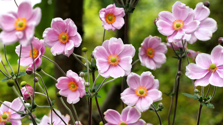 Pink Japanese anemone blooms