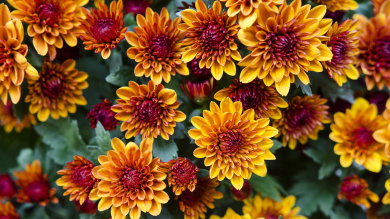 orange and red mums blooming