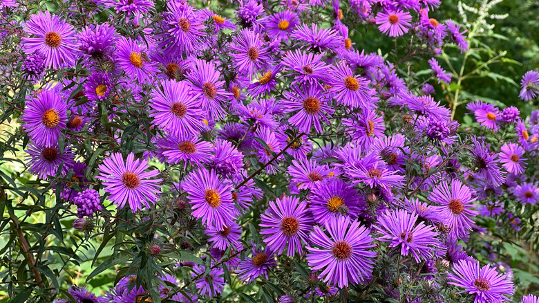 purple asters in garden