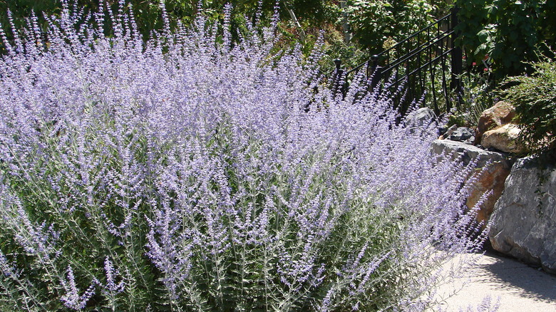 purple Russian sage plant