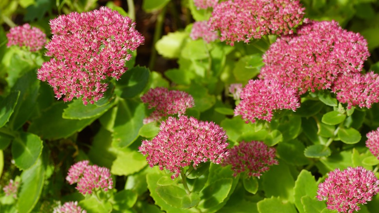 pink sedum flowers blooming