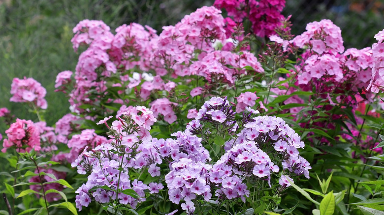 phlox flowers in garden